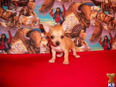 Chihuahua Puppies for Sale
